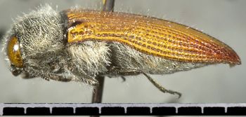 Media type: image;   Entomology 24403 Aspect: habitus lateral view